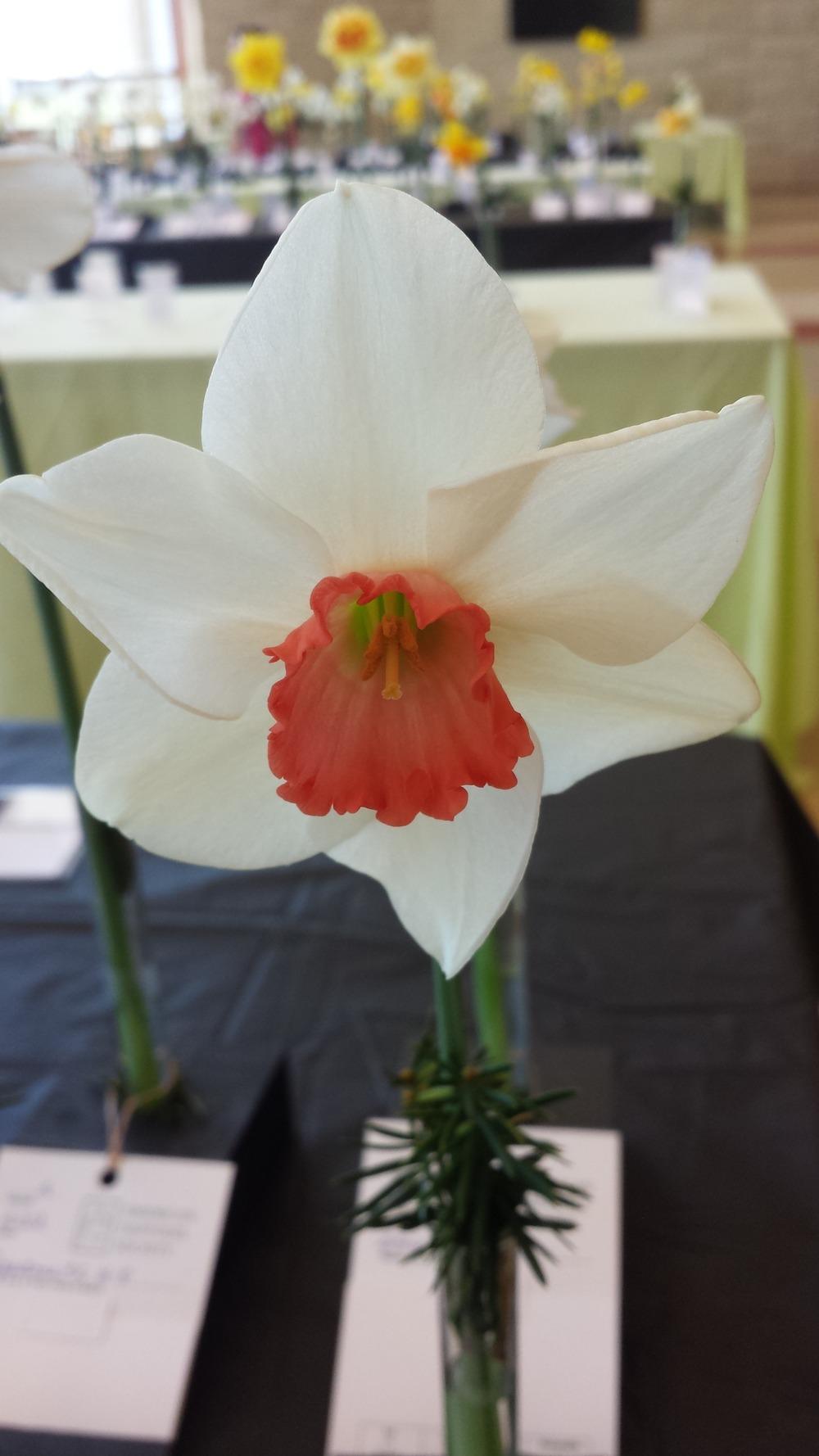 Photo of Large Cupped Daffodil (Narcissus 'Red Passion') uploaded by gemini_sage