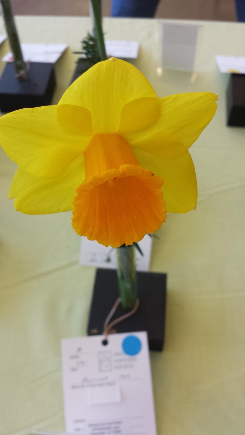 Photo of Trumpet Daffodil (Narcissus 'Mariemont') uploaded by gemini_sage
