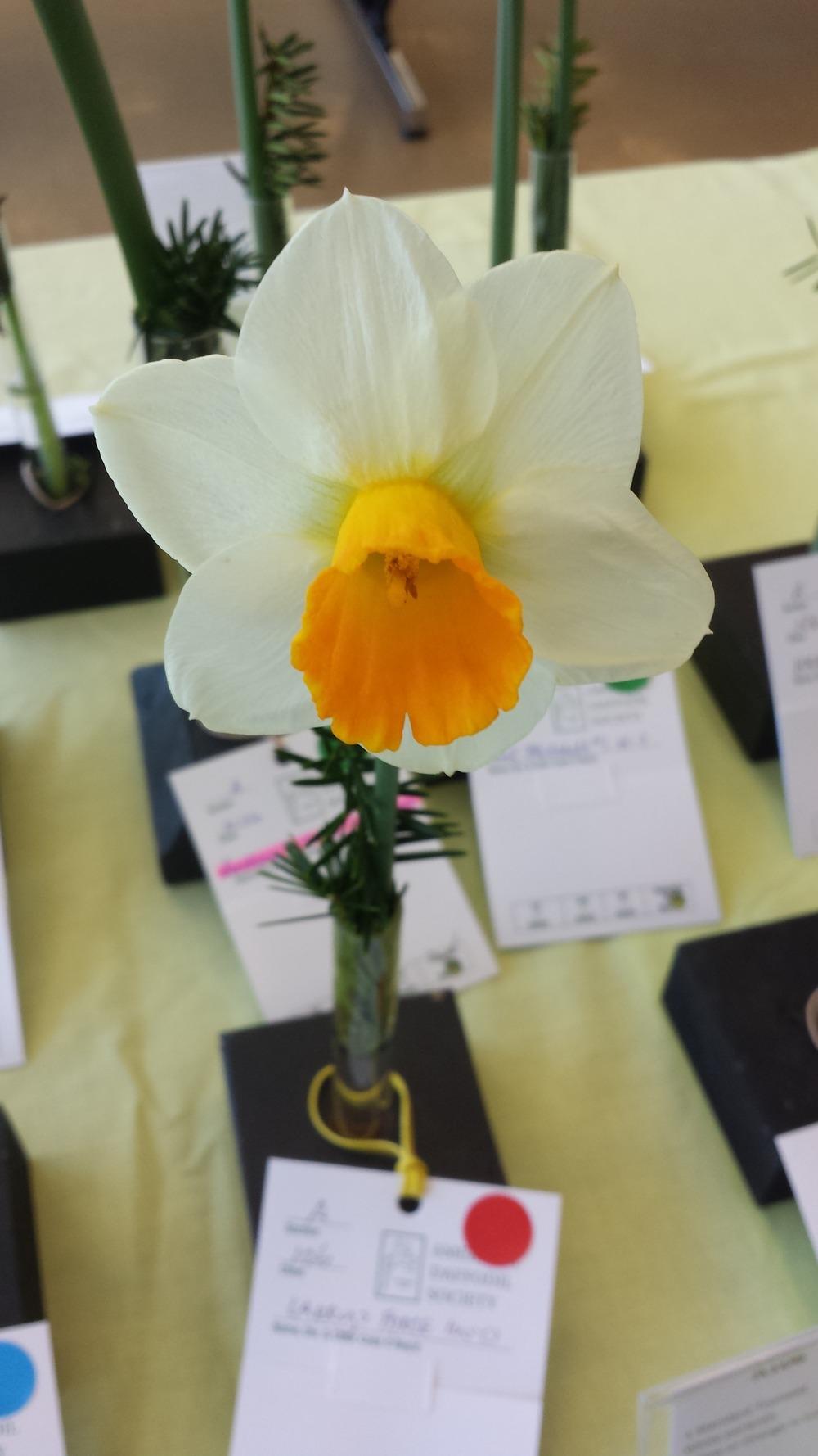 Photo of Trumpet Daffodil (Narcissus 'Larry's Force') uploaded by gemini_sage