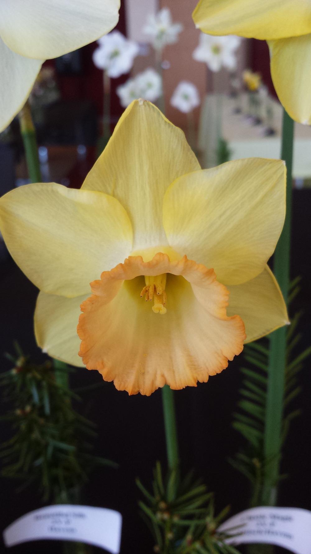 Photo of Large Cupped Daffodil (Narcissus 'Oregon Pioneer') uploaded by gemini_sage