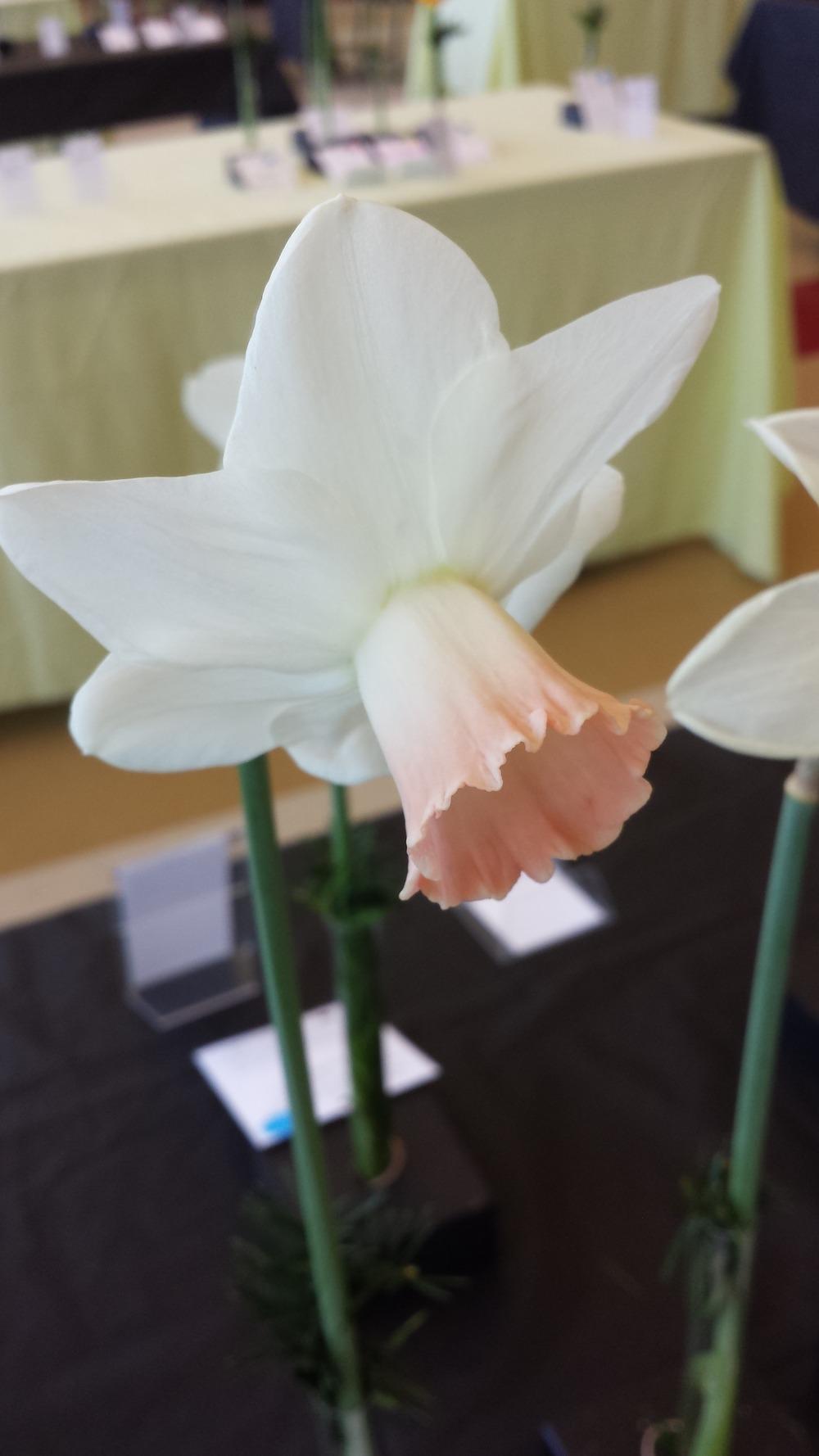 Photo of Large Cupped Daffodil (Narcissus 'Presidential Pink') uploaded by gemini_sage