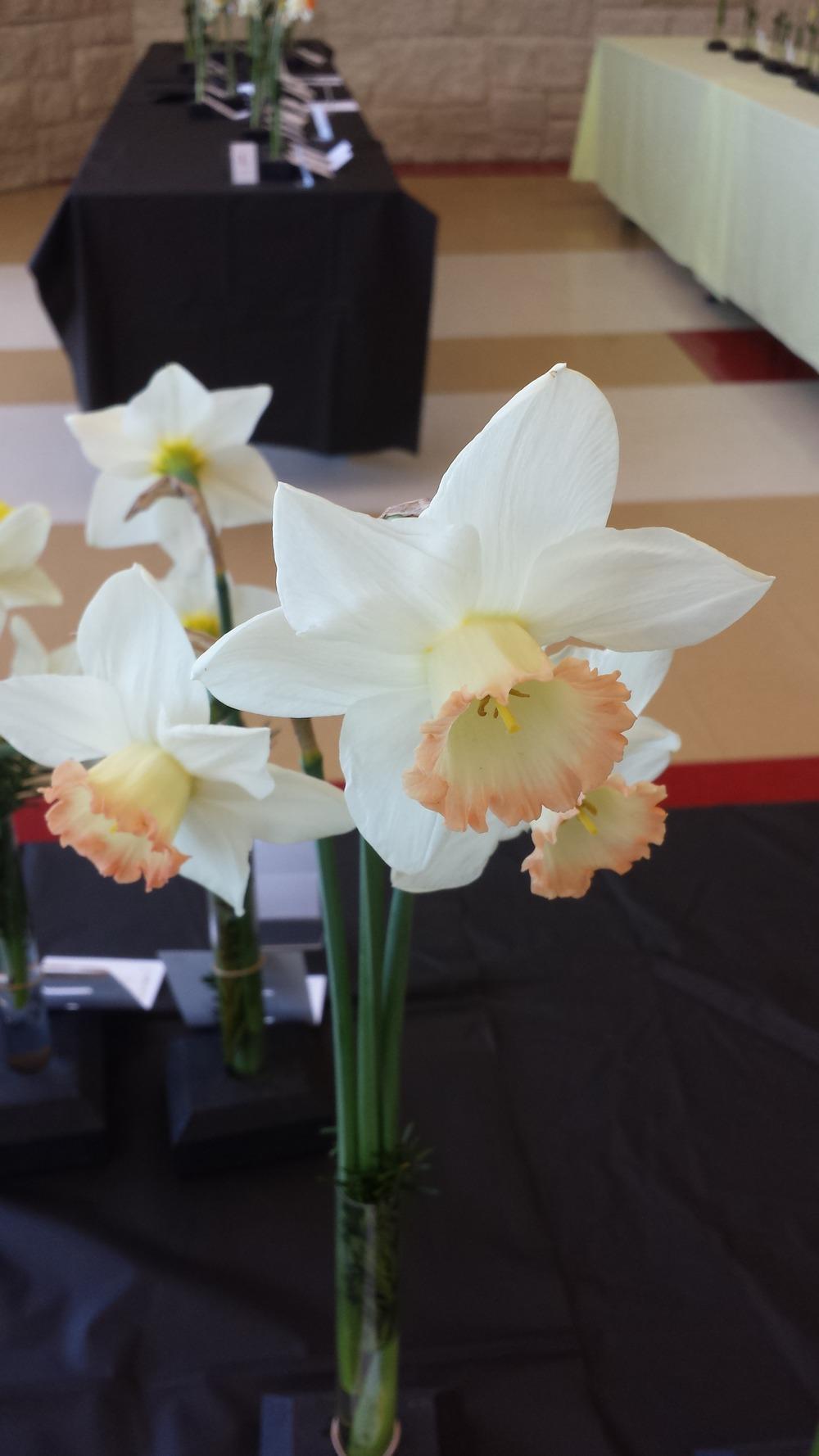 Photo of Large Cupped Daffodil (Narcissus 'Apropos') uploaded by gemini_sage