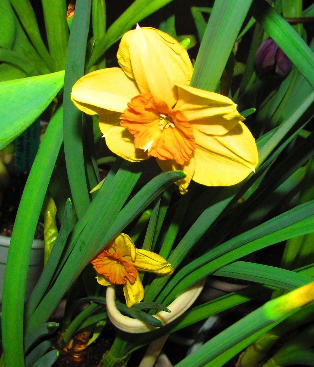 Photo of Jonquilla Daffodil (Narcissus 'Kedron') uploaded by jmorth