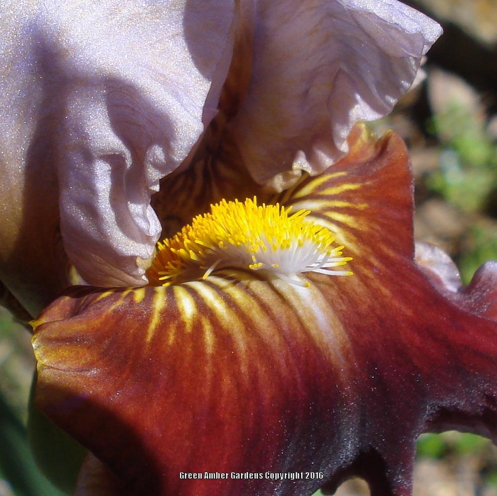 Photo of Intermediate Bearded Iris (Iris 'Man's Best Friend') uploaded by lovemyhouse