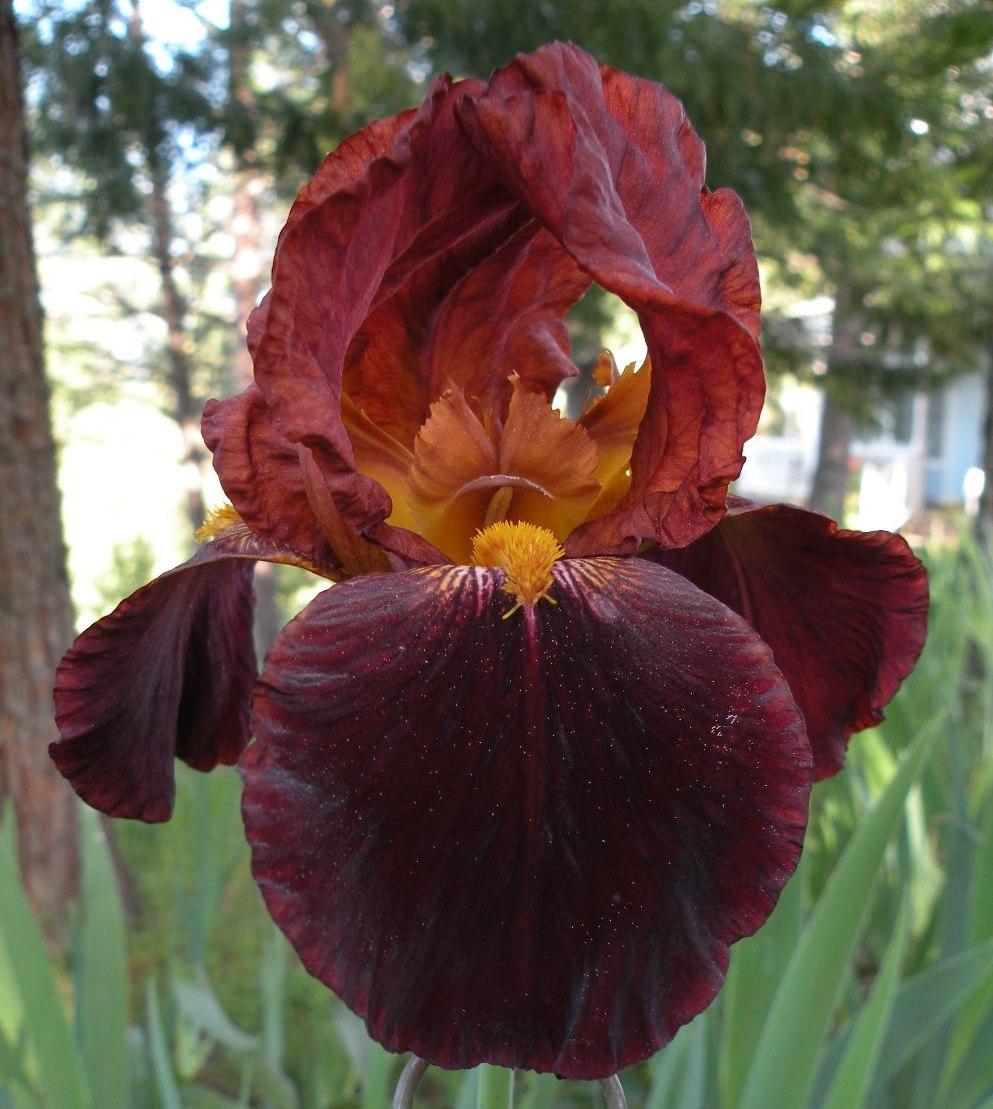 Photo of Tall Bearded Iris (Iris 'Witch of Endor') uploaded by Calif_Sue
