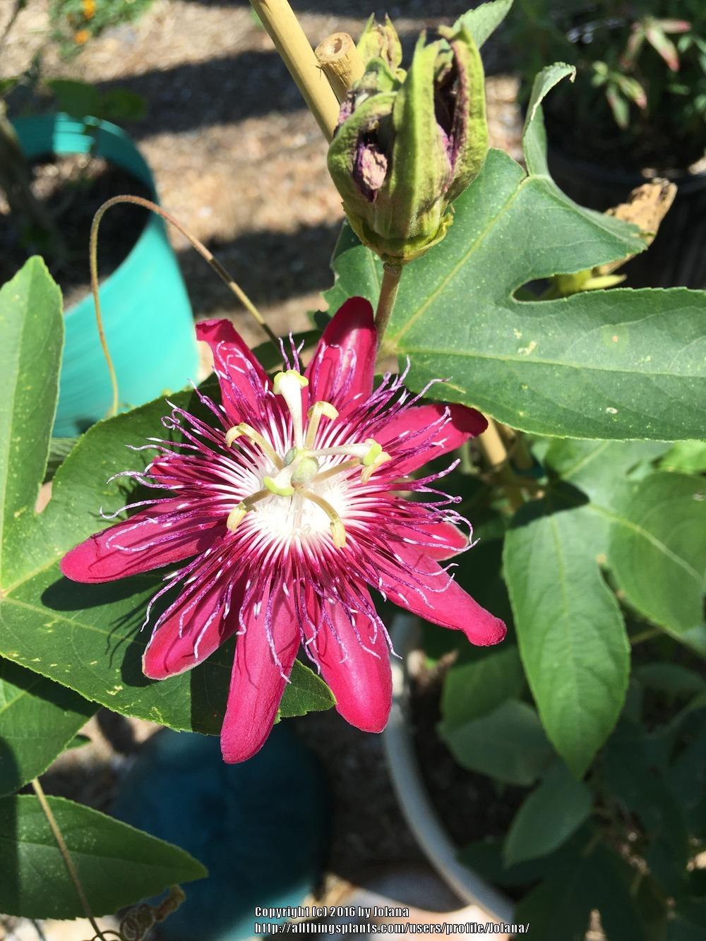 Photo of Passion Flower (Passiflora 'Lady Margaret') uploaded by Jolana
