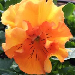 Location: My garden, central NJ, Zone 7A
Date: 2016-04-04
Viola Frizzle Sizzle Orange
