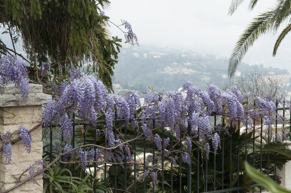 Photo of Wisterias (Wisteria) uploaded by cliftoncat