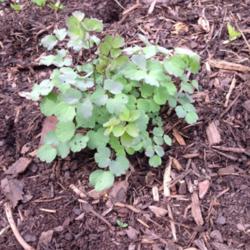 Location: front garden, Maryland USA
Date: 2016-04-04
second-year plant from winter sowing