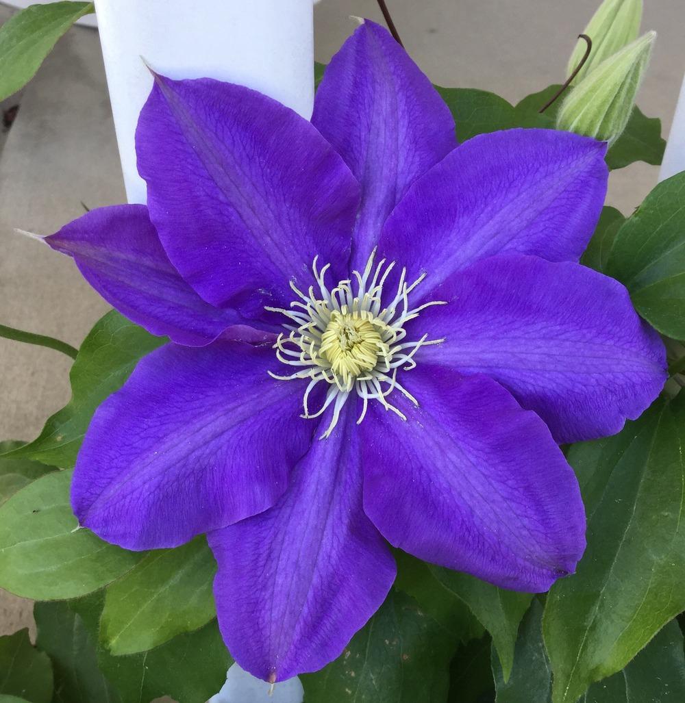 Photo of Clematis 'H.F. Young' uploaded by scflowers