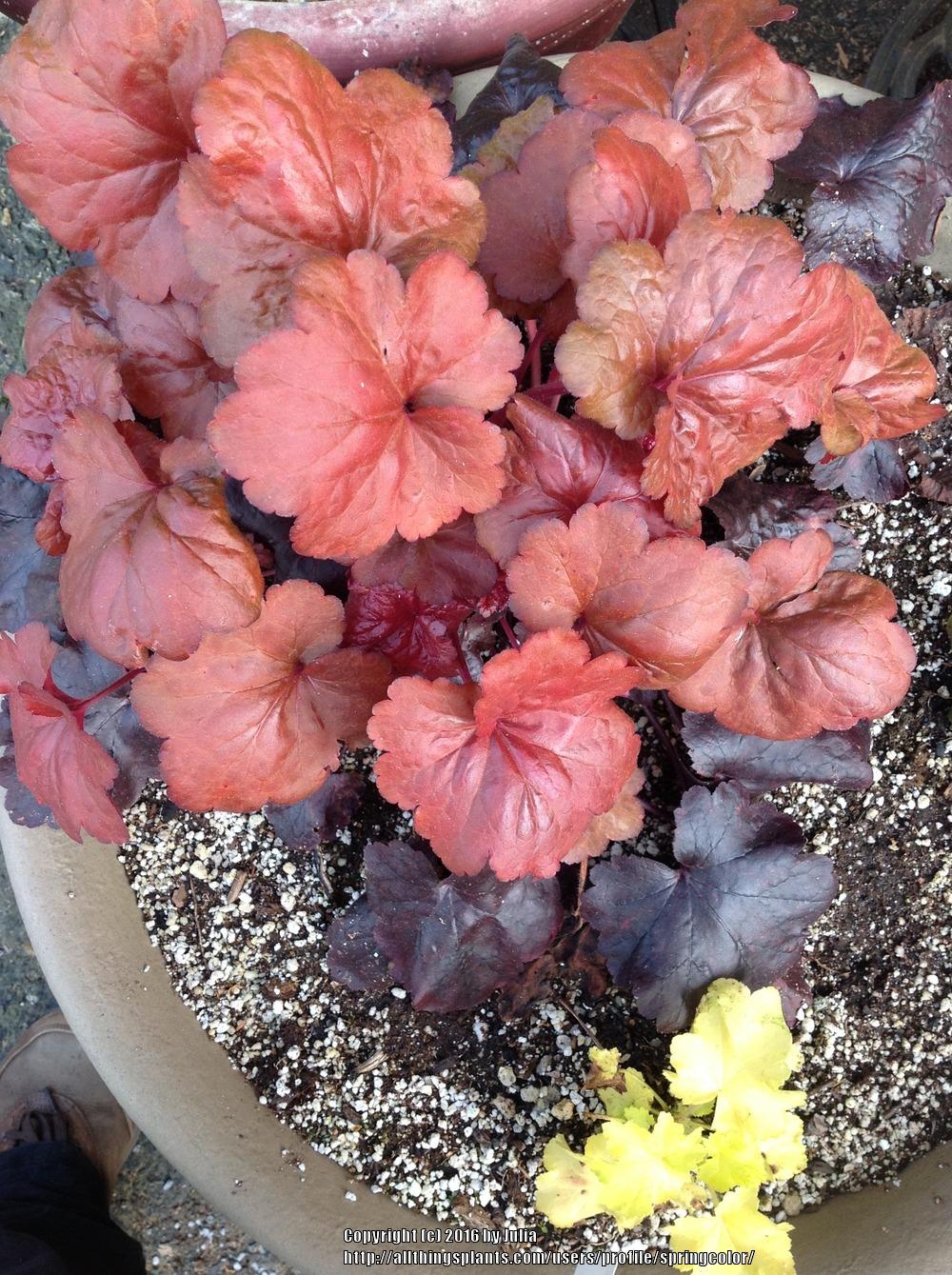 Photo of Coral Bells (Heuchera 'Galaxy') uploaded by springcolor