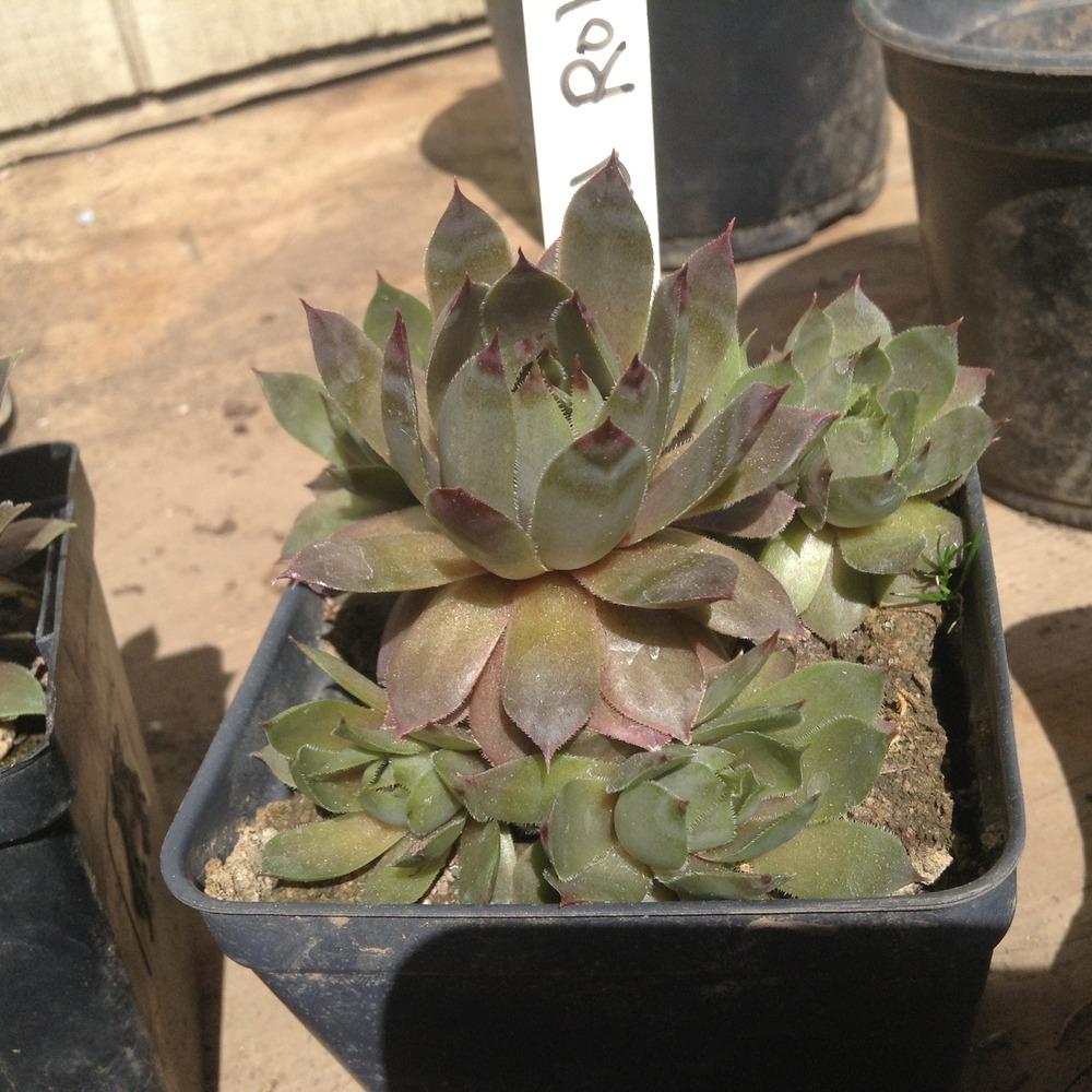 Photo of Hen and Chicks (Sempervivum 'Red Robin') uploaded by tcstoehr