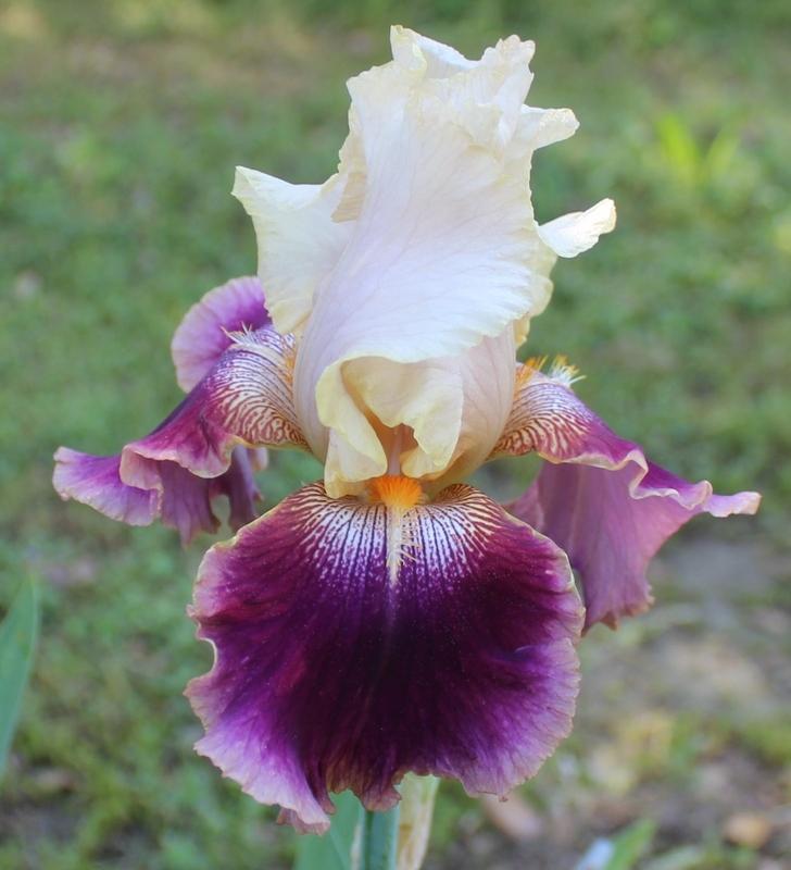 Photo of Tall Bearded Iris (Iris 'Ta Da') uploaded by Calif_Sue