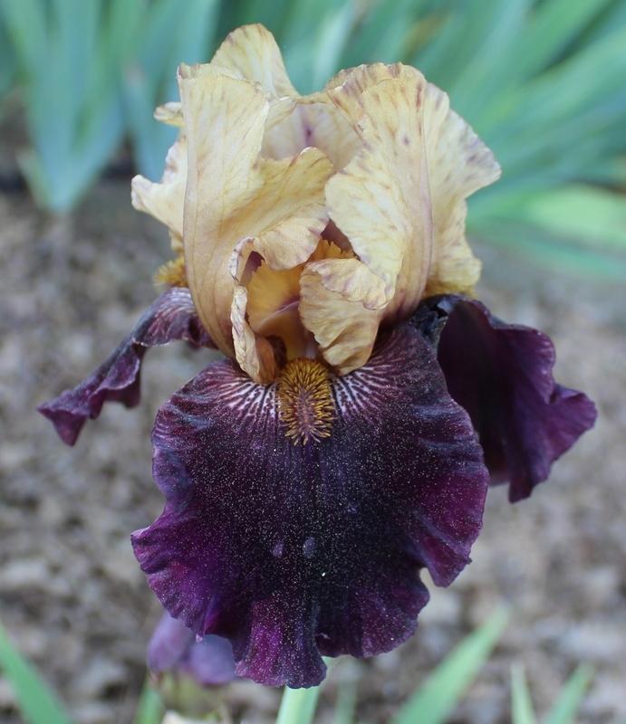 Photo of Tall Bearded Iris (Iris 'Villain') uploaded by Calif_Sue