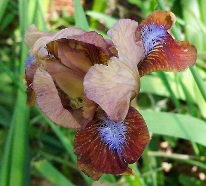 Photo of Standard Dwarf Bearded Iris (Iris 'Tantara') uploaded by Calif_Sue