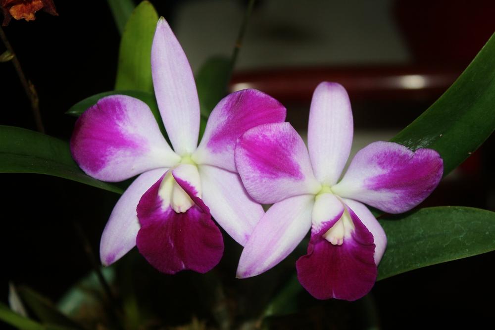 Photo of Orchid (Cattleya) uploaded by Daylilybaby