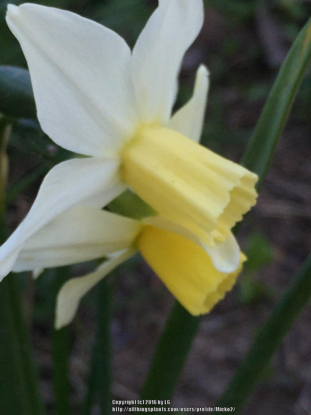 Photo of Miniature Daffodil (Narcissus 'Toto') uploaded by Mieko2