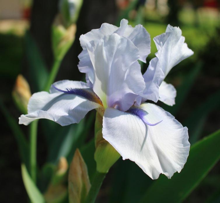 Photo of Tall Bearded Iris (Iris 'Blue Fin') uploaded by Moiris