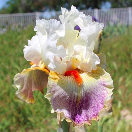 Photo of Tall Bearded Iris (Iris 'Fantasy Ride') uploaded by Moiris