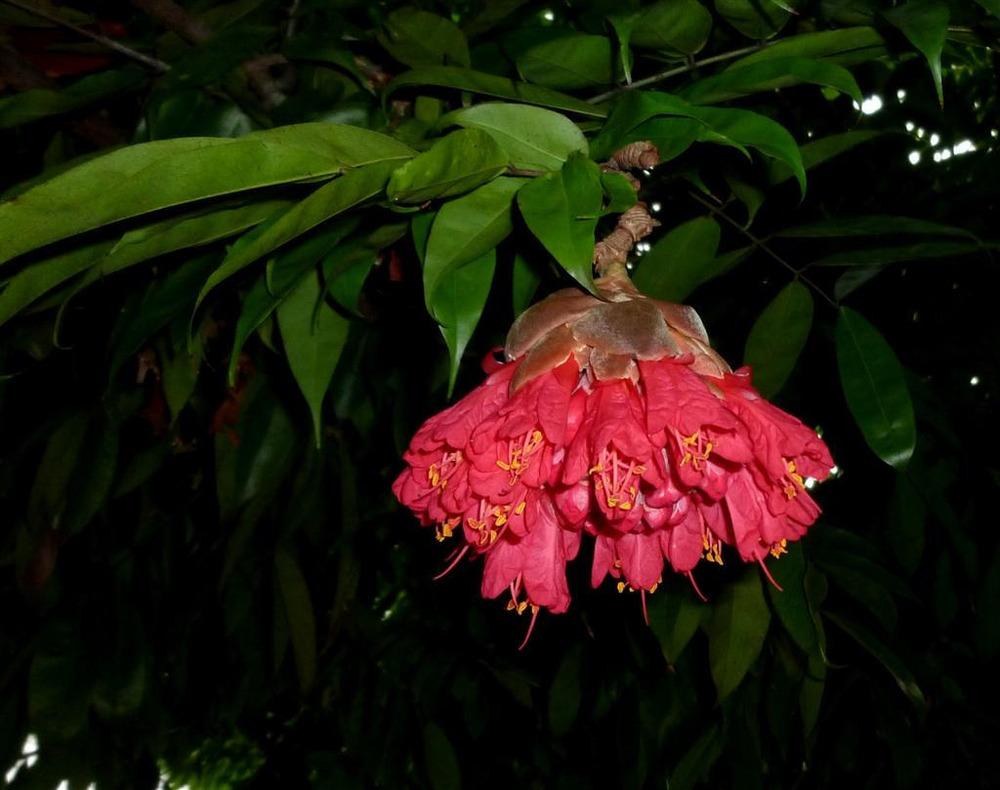 Photo of Rose of Venezuela (Brownea grandiceps) uploaded by robertduval14