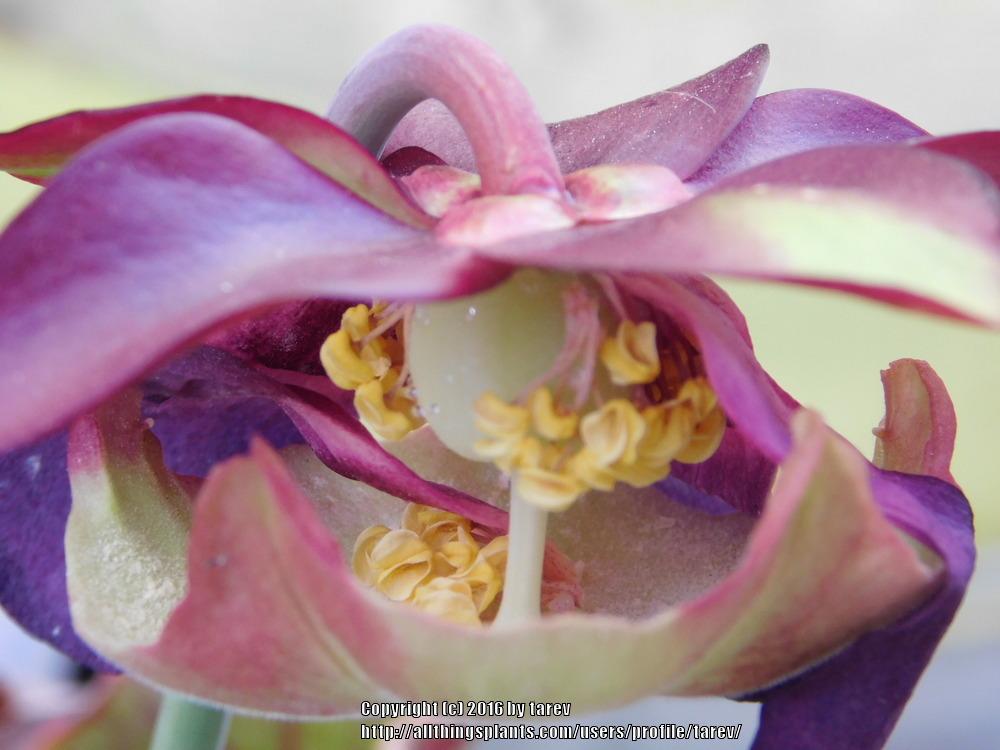 Photo of Purple Pitcherplant (Sarracenia purpurea) uploaded by tarev