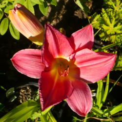 Location: Nora's Garden - Castlegar BC
Date: 2013-07-15
 6:46 pm. Today's edges are folding in while tomorrow's bloom get