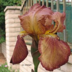 Location: Southern California zone 10a
Date: April 6, 2016
Large blooms -- as big as some larger modern cultivars. Unusual c