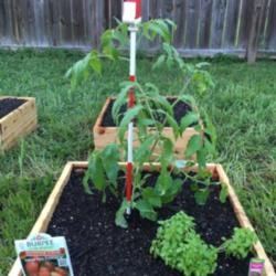 Location: Missouri City, TX
Date: April 5, 2016
Planted with a Spicy Globe Basil.  I'm going to add a few Marigol