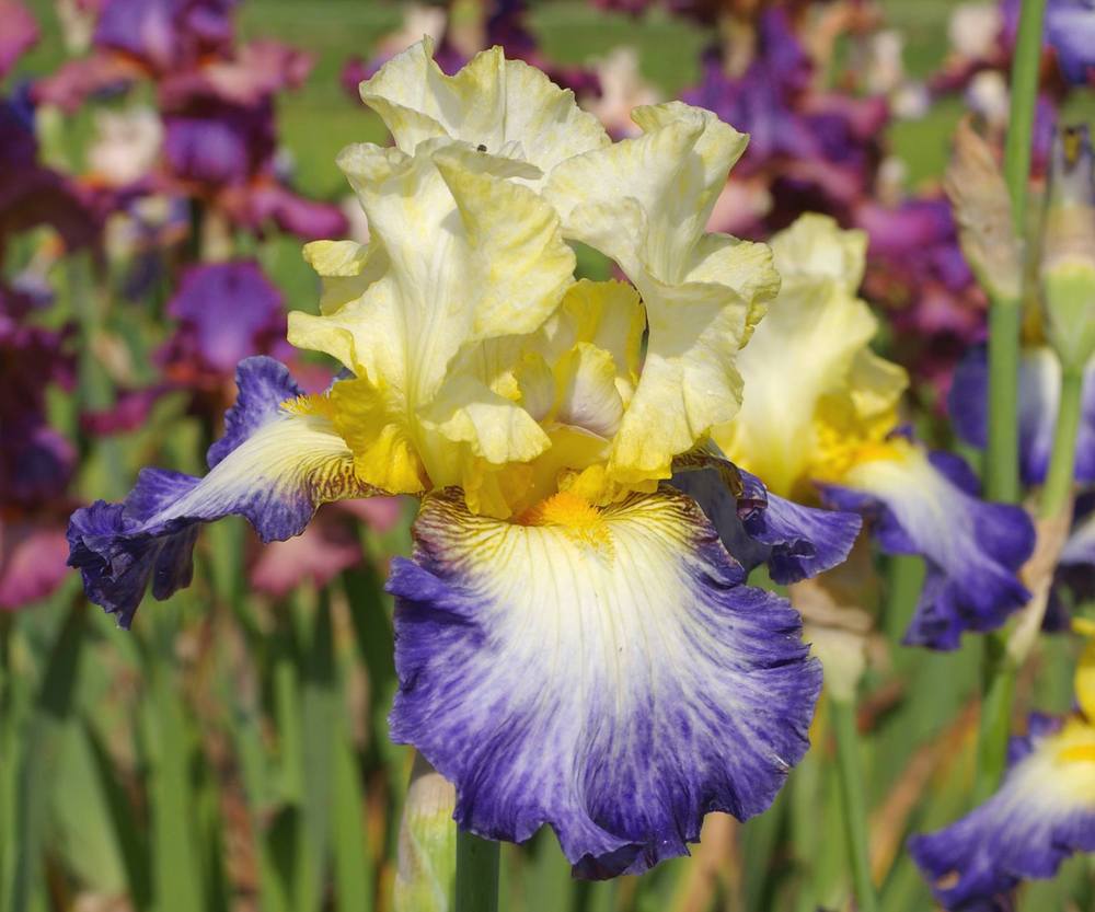 Photo of Tall Bearded Iris (Iris 'Bel Avenir') uploaded by Misawa77
