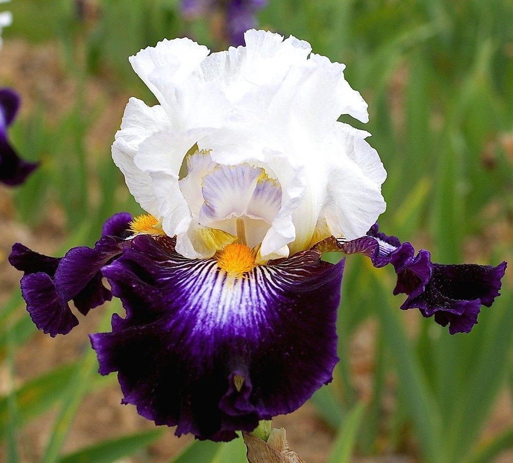 Photo of Tall Bearded Iris (Iris 'Barbe Noire') uploaded by Misawa77