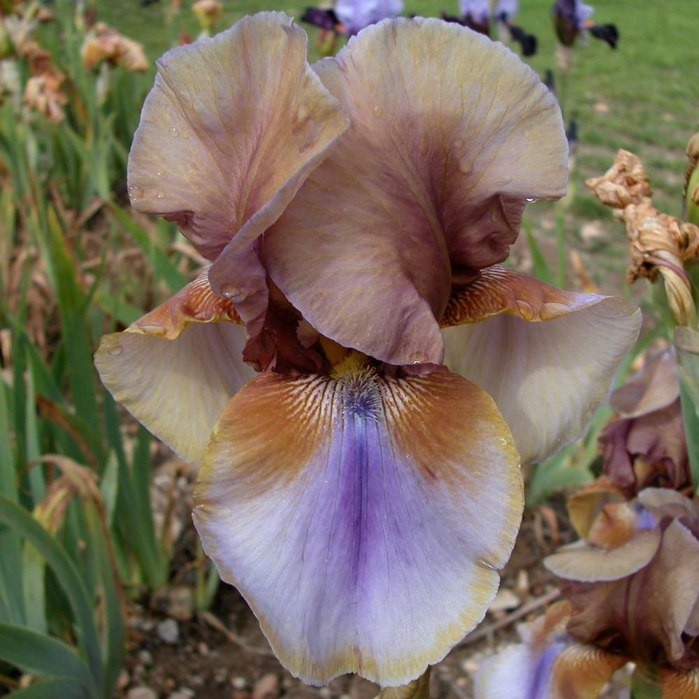 Photo of Tall Bearded Iris (Iris 'Burnt Toffee') uploaded by Misawa77