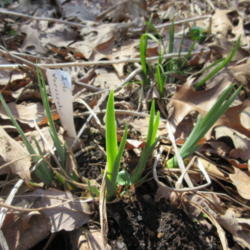 Location: Lucketts, Loudoun County, Virginia
Date: 2016-04-02
Emerging spring growth