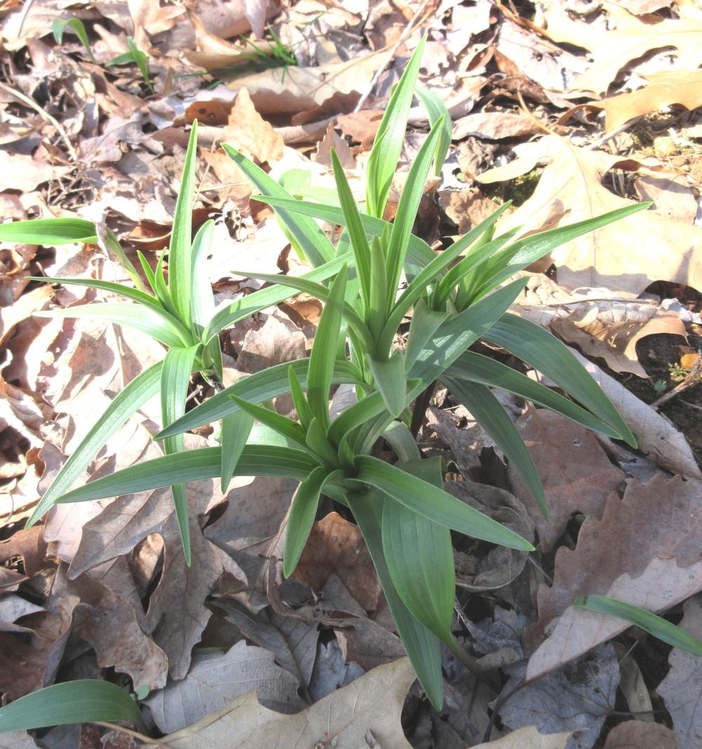 Photo of Tiger Lily (Lilium lancifolium) uploaded by greenthumb99