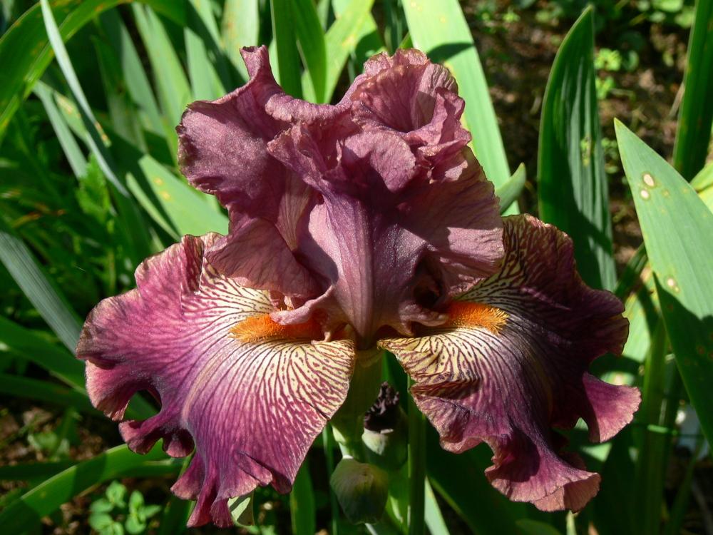 Photo of Tall Bearded Iris (Iris 'Art School') uploaded by janwax