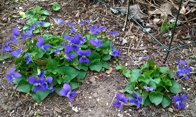 Photo of Common Blue Violet (Viola sororia) uploaded by krobra