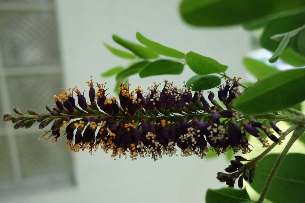 Photo of False Indigo (Amorpha fruticosa) uploaded by mellielong