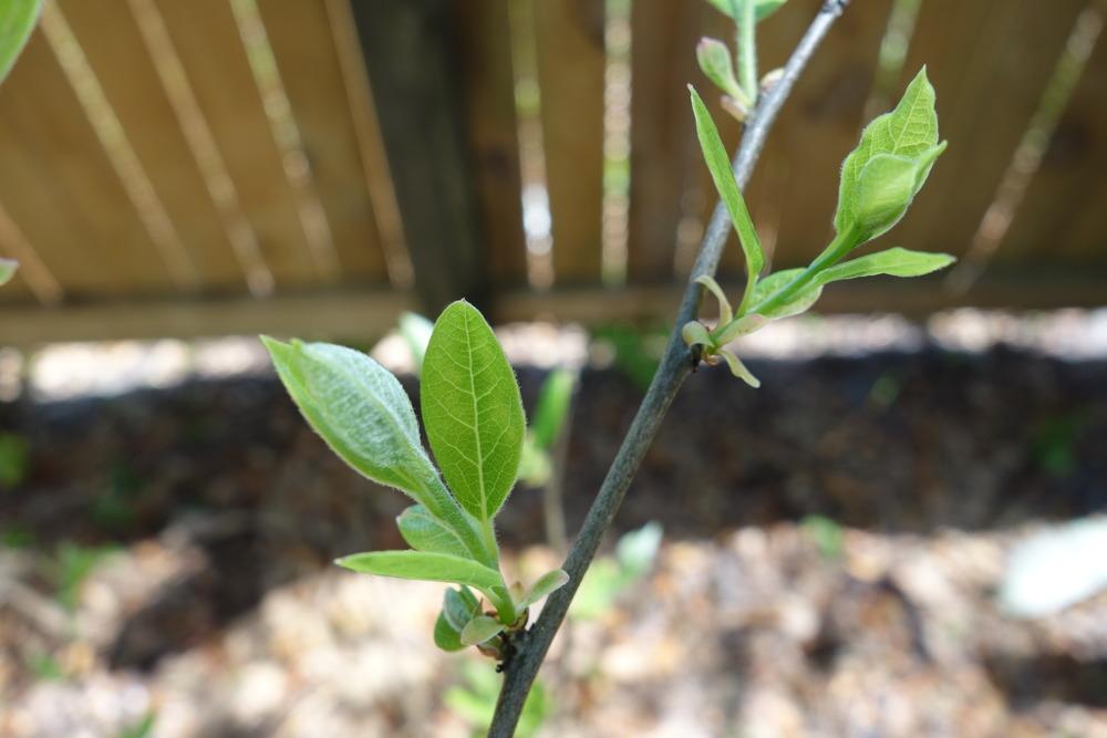 Photo of Spicebush (Lindera benzoin) uploaded by mellielong