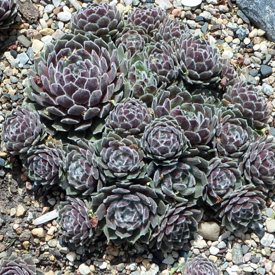 Photo of Hen and Chicks (Sempervivum 'Silver Thaw') uploaded by stilldew