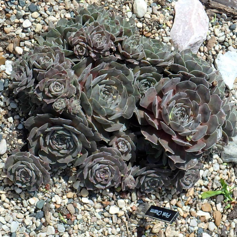 Photo of Hen and Chicks (Sempervivum 'Pink Charm') uploaded by stilldew