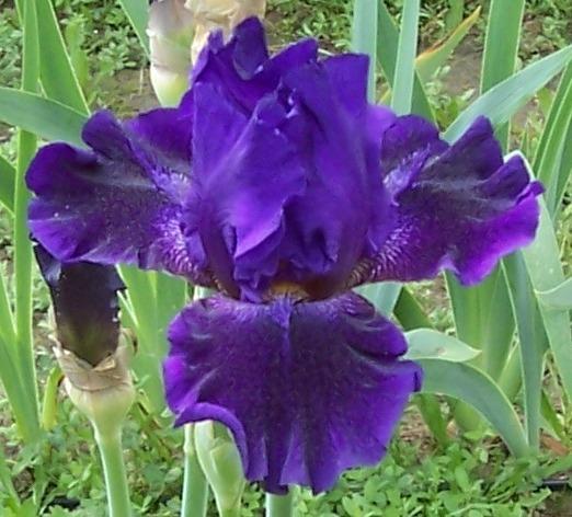 Photo of Tall Bearded Iris (Iris 'Trick or Treat') uploaded by Calif_Sue