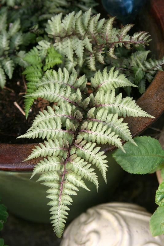 Photo of Red Japanese Painted Fern (Anisocampium niponicum 'Red Beauty') uploaded by Calif_Sue