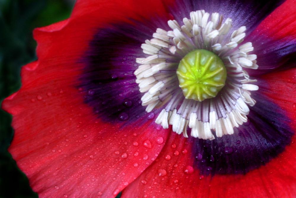 Photo of Opium Poppy (Papaver somniferum) uploaded by GrammaChar