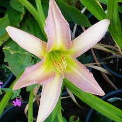 Location: Nora's Garden - Castlegar BC
Date: 2014-08-06
 9:48 am. A fresh star-faced pink and green.