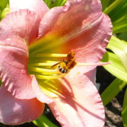 Location: Nora's Garden - Castlegar BC
Date: 2013-08-03
 11:38 am. A wasp? inside Chorus Line