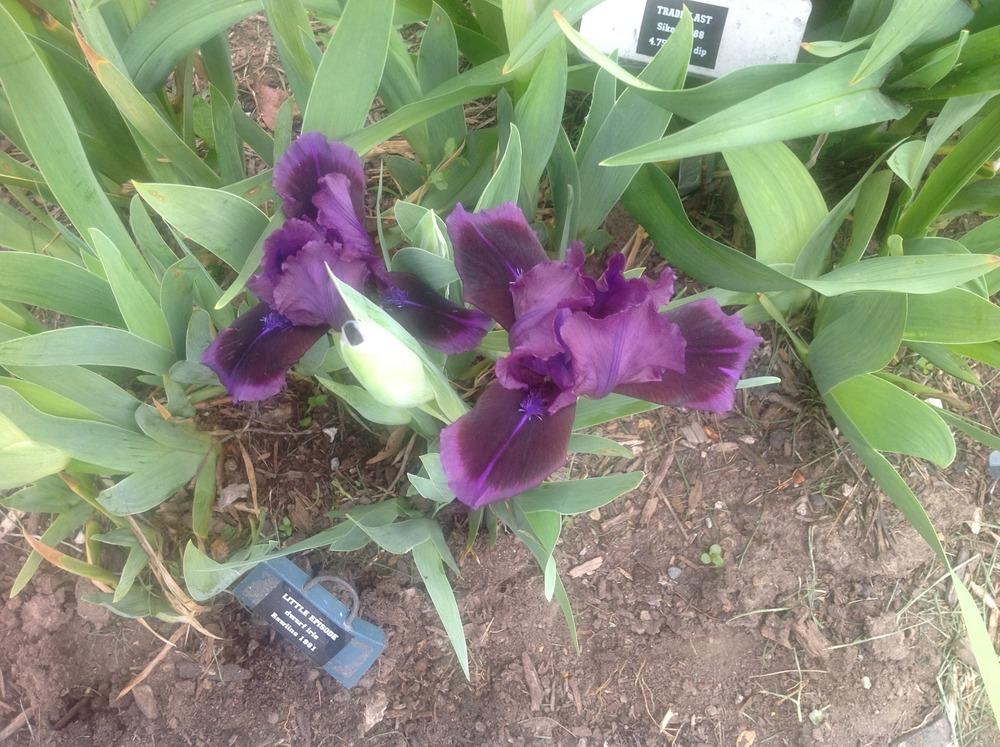 Photo of Standard Dwarf Bearded Iris (Iris 'Little Episode') uploaded by Lilydaydreamer