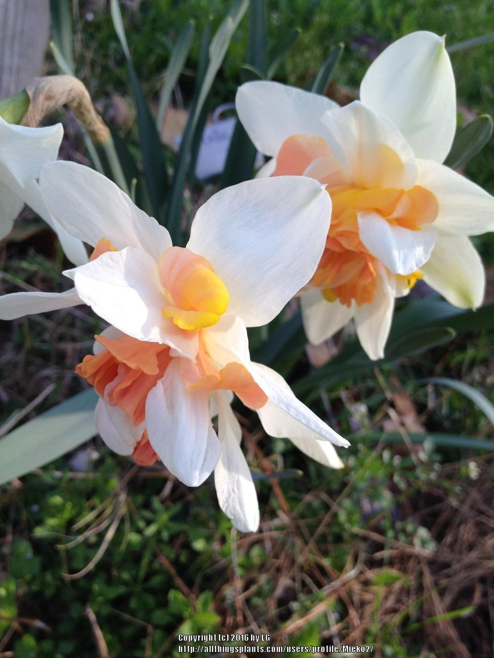 Photo of Double Daffodil (Narcissus 'Candy Princess') uploaded by Mieko2