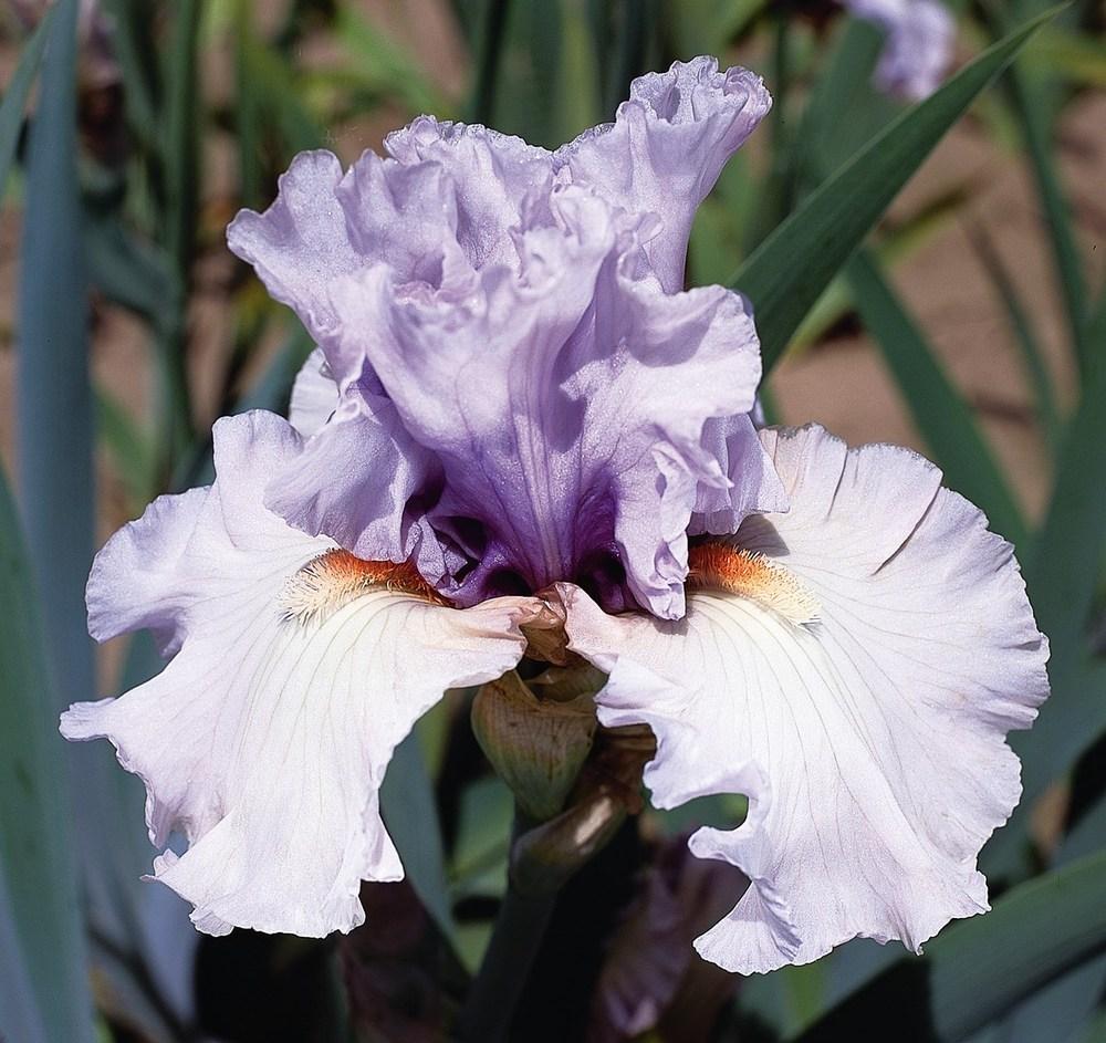 Photo of Tall Bearded Iris (Iris 'Fogbound') uploaded by Misawa77