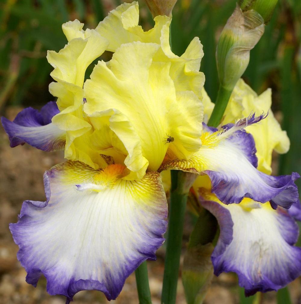 Photo of Tall Bearded Iris (Iris 'Echassier') uploaded by Misawa77