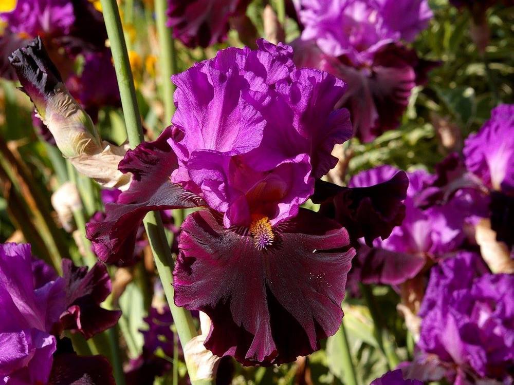 Photo of Tall Bearded Iris (Iris 'Made of Magic') uploaded by Misawa77