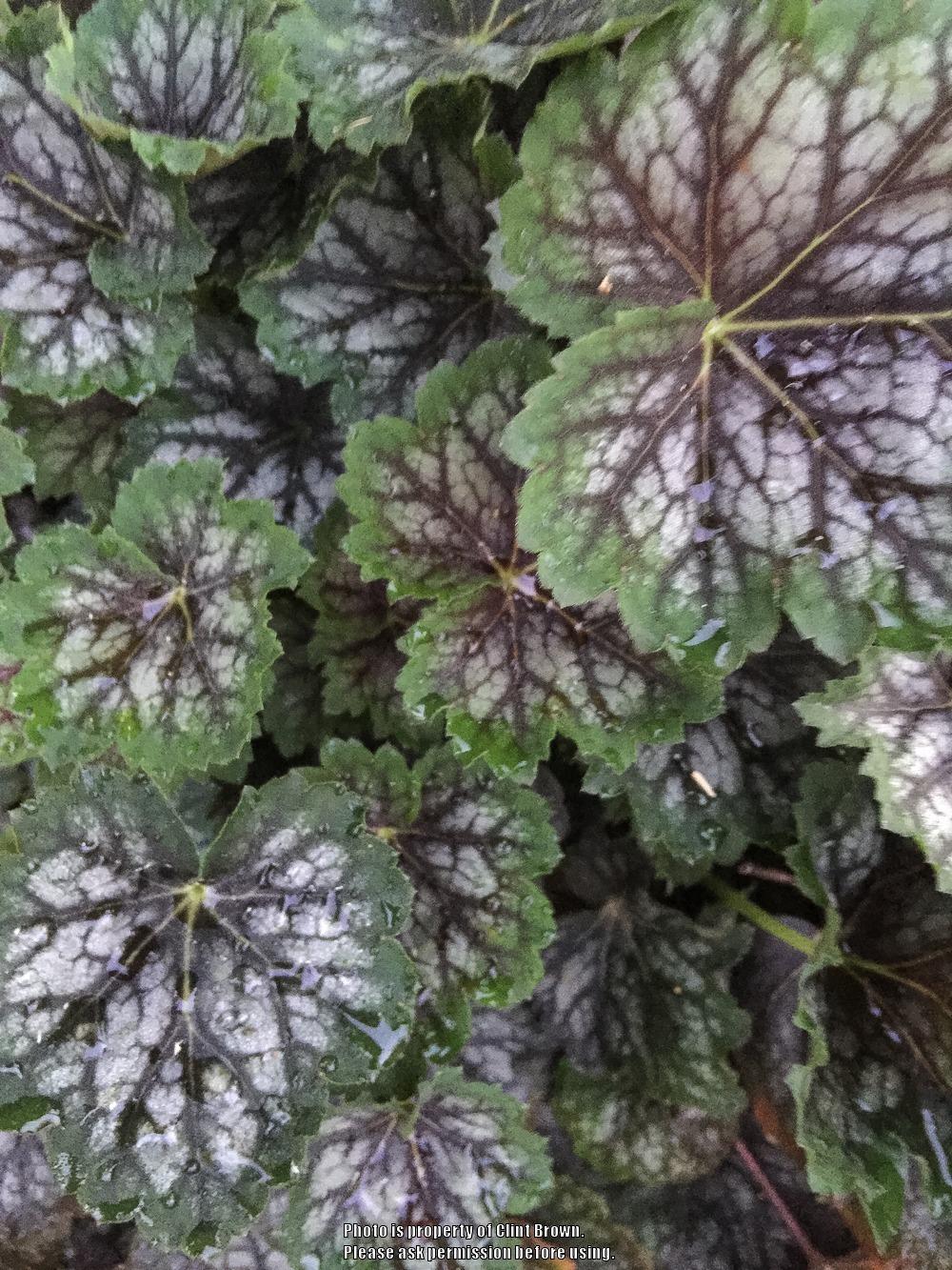 Photo of Coral Bells (Heuchera 'Marvelous Marble') uploaded by clintbrown